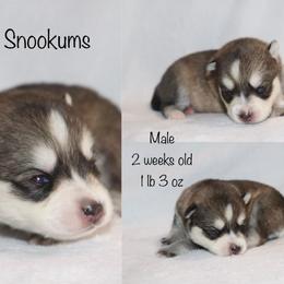 Snookums - Gray and white male Pomsky puppy in Denham Springs, Louisiana from Bayouland Pomskies
