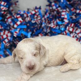 Australian Labradoodle Puppies from Walls Family Doodles