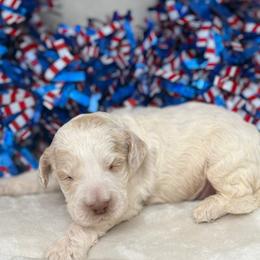 Australian Labradoodle Puppies from Walls Family Doodles