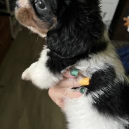Cavalier King Charles Spaniel Puppies from Lori Van Doorn's Cavalier King Charles Spaniel
