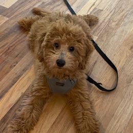TBD - F1 Mini Goldendoodle 20 lbs - Goldendoodle