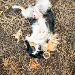 Miniature American Shepherd and Miniature Australian Shepherd Puppies from Whiskeytown Aussies