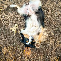Miniature American Shepherd and Miniature Australian Shepherd Puppies from Whiskeytown Aussies