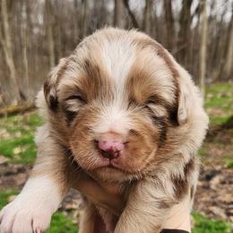 Lunis - Red merle male Australian Shepherd puppy in Cable, Ohio from Resolute Aussies