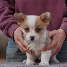 Girl 4 - Red female Pembroke Welsh Corgi puppy in La Grange, Wyoming from Merrygold Corgis