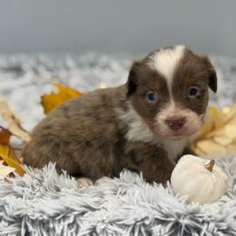 Milo - Red merle male Toy Australian Shepherd puppy in Ambrose, Georgia from Brandilyn's Aussies