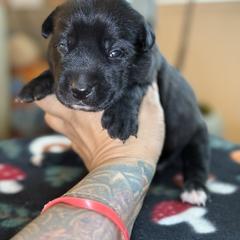 Lloyd - Black male Xoloitzcuintli puppy in Victorville, California from Elegancia Vintage Xoloitzcuintle