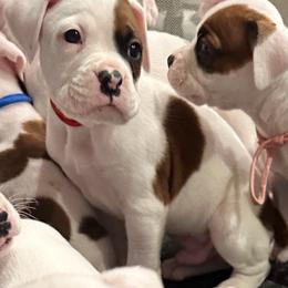 Atlas - Boy 4 - Red - White male Boxer puppy in Nashville, Tennessee from Best Friends over 20+ years experience