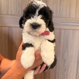Parti female - Parti female Goldendoodle puppy in Vallejo, California from Well Rooted Doodles