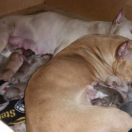American Pit Bull Terrier Puppies from Kaotic APBTs