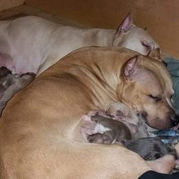 American Pit Bull Terrier Puppies from Kaotic APBTs