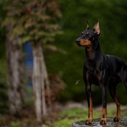 Manchester Terrier All Grown Up from Noble Kennels Standard Manchesters