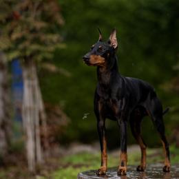 Manchester Terrier All Grown Up from Noble Kennels Standard Manchesters