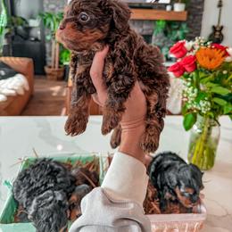 Bernedoodle, Cavapoo, Cavapoochon, Goldendoodle, Poodle, and Yorkipoo Puppies from Anchor Dogs