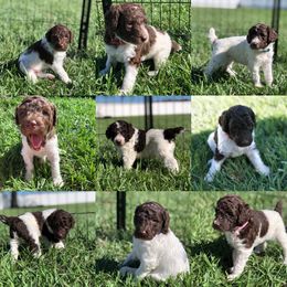 Poodle Puppies from The Parti Collection