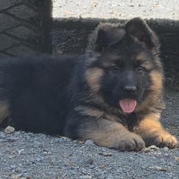 Boy 1 - male German Shepherd puppy in Grants Pass, Oregon from Elite Von Haus German Shepherds
