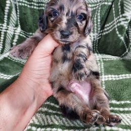 CKC NEO - Dapple male Dachshund puppy in Swink, Oklahoma from Palali Farm