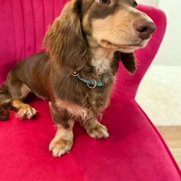 Teddy - Dachshund
