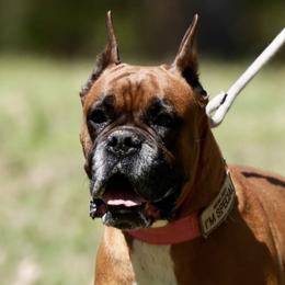 Boxers and Pomeranians from Earnest's Southern kennels
