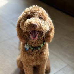 Maggi - Goldendoodle