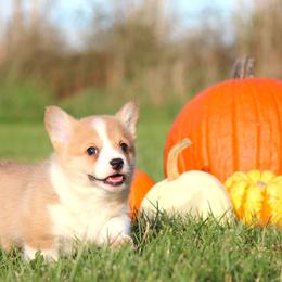 Pembroke Welsh Corgis from Bellwether Acres