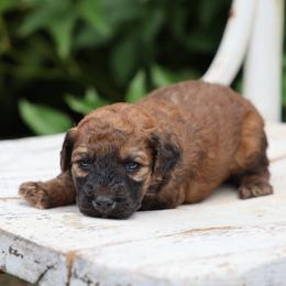 Preston - Wheaten male Whoodle puppy in West Bend, Iowa from Blue Skies Terriers