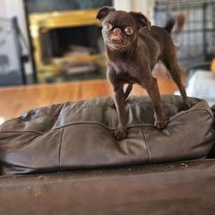 Fancy - Brussels Griffon