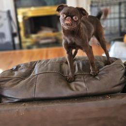 Fancy - Brussels Griffon