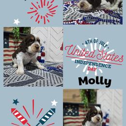 Lita FordGirl 5 - Liver white and tan female English Springer Spaniel puppy in Saginaw, Michigan from Kemerer Springers