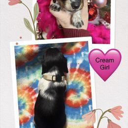 Girl 3 - Piebald female Dachshund puppy in Lind, Washington from MJ Family Farm