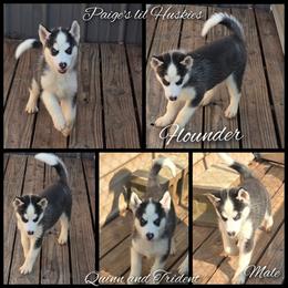 Flounder - Black and white male Siberian Husky puppy in Bloomfield, Indiana from Paiges lil huskies