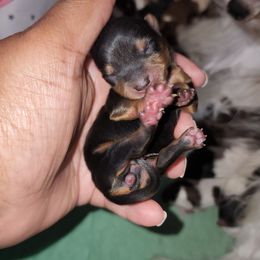 Girl 2 - Black and tan female Yorkshire Terrier puppy in Newport News, Virginia from Ty-Shea Designs Yorkies and More LLC