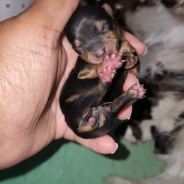 Girl 2 - Black and tan female Yorkshire Terrier puppy in Newport News, Virginia from Ty-Shea Designs Yorkies and More LLC