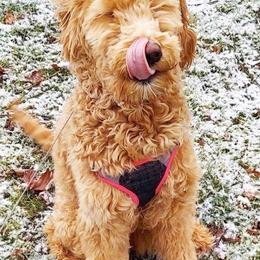 Labradoodles from Morris Farmyard