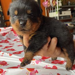 Bear - Black and mahogany Rottweiler puppy in Detroit, Michigan from Dark Storm Kennels
