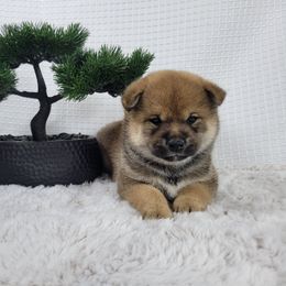 Nami - Red female Shiba Inu puppy in Sacramento, California from Shiba Inu of Matrix