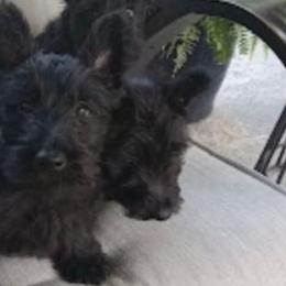 Scottish Terriers from Midwest Scotties