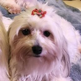 Minerva - Havanese