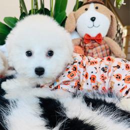 SNOOPY - White male Maltipoo puppy in Sugar Land, Texas from Celebrity Maltipoos