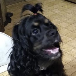 Nova - Cocker Spaniel