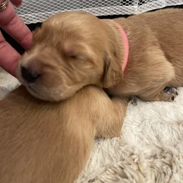 Golden Retriever Puppies from Tradershire Goldens
