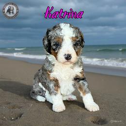 Katrina - Blue merle female Bernedoodle puppy in Banner Elk, North Carolina from Walnut Tree Bernedoodles