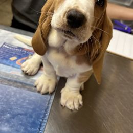 Basset Hound Puppies from Blessed Bassets