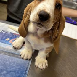 Basset Hound Puppies from Blessed Bassets