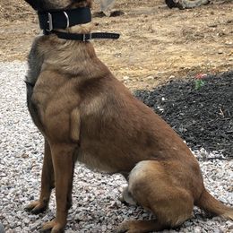 Australian Shepherd, Belgian Malinois, and Dutch Shepherd All Grown Up from Paws Laws k9