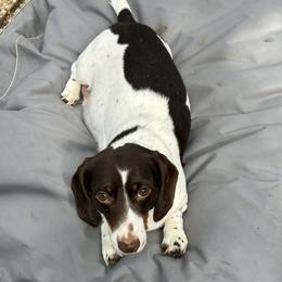 Peanut - Dachshund