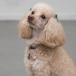 Poodles from Springtown Poodles