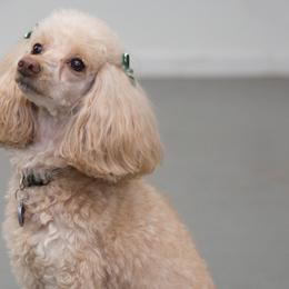 Poodles from Springtown Poodles