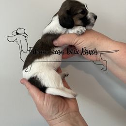 Dachshund Puppies from Extreme Cream Doxie Ranch