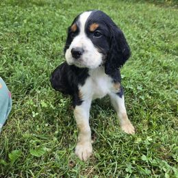 Astro - Black white and tan male English Springer Spaniel puppy in Terre Haute, Indiana from Muddy River Springers